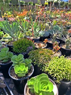Succulents For Sale