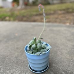 Succulent Plant With Matching Pot And Saucer 