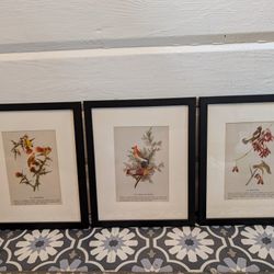 Vintage Framed Audubon Book Pages 