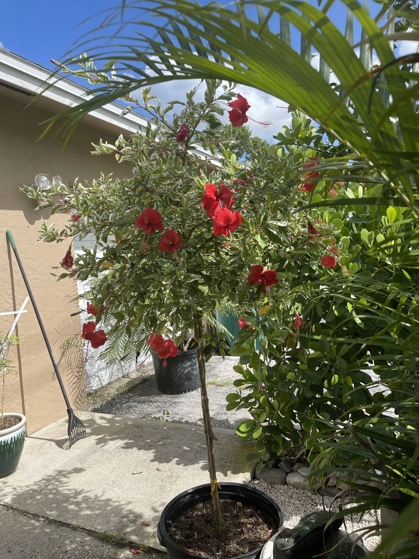 Beautiful Snow Hibiscus 15 Gallon Approx 7 Feet Tall