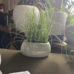 Faux Grass Plant
