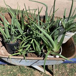 Huge Blowout Sale Clearance On All Plants