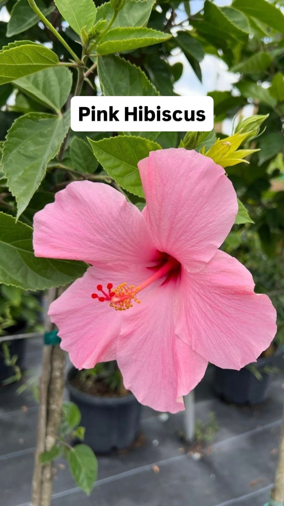 🌸 Plant: Pink Hibiscus