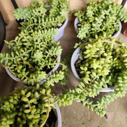 Donkey tale succulent 