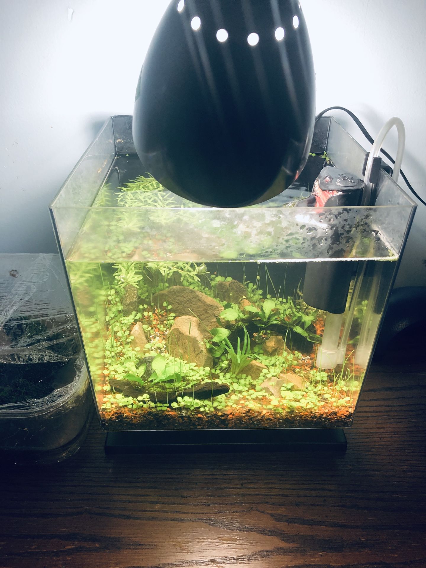 3 gallons planted tank