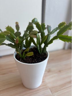 Home plant