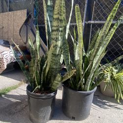 Snake Plant