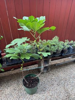 Fig tree