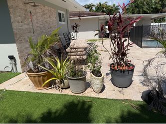 Plants