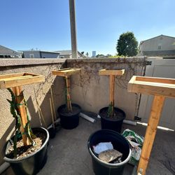 Trellis (4 ) Perfect for Dragon Fruit