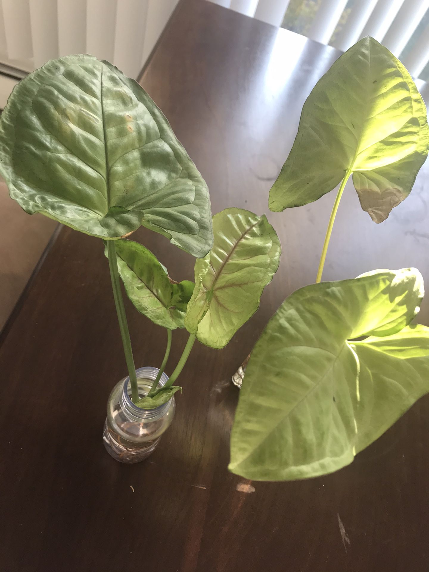 Healthy Syngonium/Arrowhead plant for sale