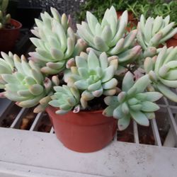 Succulents Plant. 
