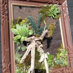 Framed Succulents 