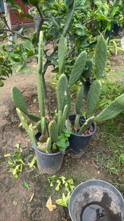 Planta de nopal por $25 cada una