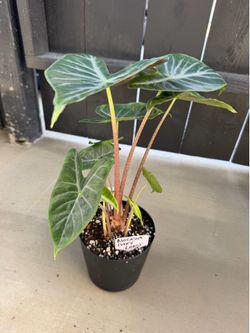Alocasia Ivory Coast