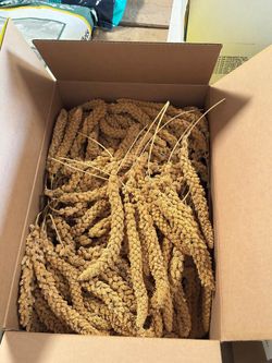 Premium Grade Spray Millet Treat for all Birds