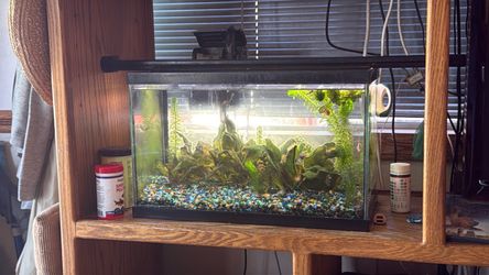 10 gallon aquarium with fish