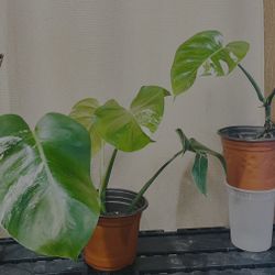 Monstera Deliciosa-established Plants-diff Prices