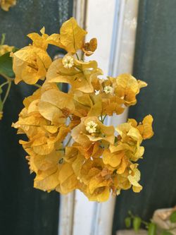 Yellow Flowers Bougainvillea, Camellina, Veranera Outdoor Plant , 5 Feet Tall In 5 Gallóns Pot Pick Up Only