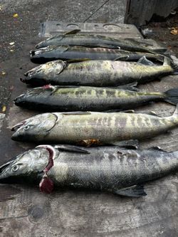 Fishing Lures