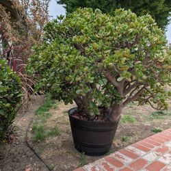 10 Years Old Jade Plant