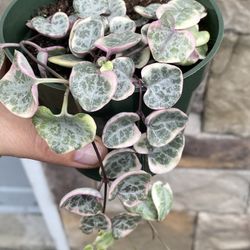 Variegated String Of Hearth