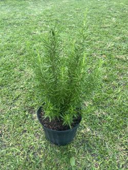 ROSEMARY HERB ( 3 gallon pot) Health Benefits