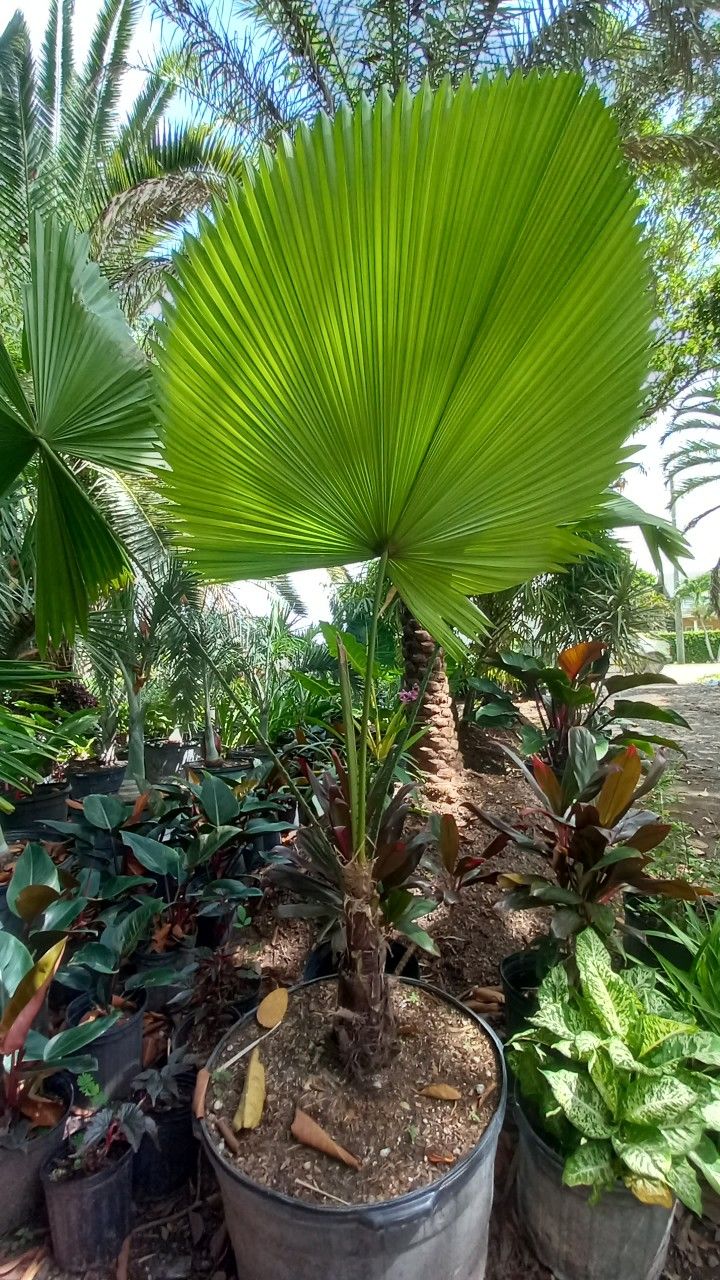 Gorgeous Licuala 🌴 Palm $400.00