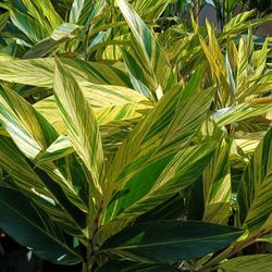 BEAUTIFUL SHELL GINGER PLANTS 7GL 💛💚$25