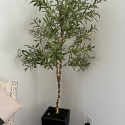 Tree For Sale With Vase  And String Lights 