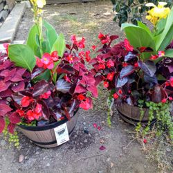 Large Combo Planters