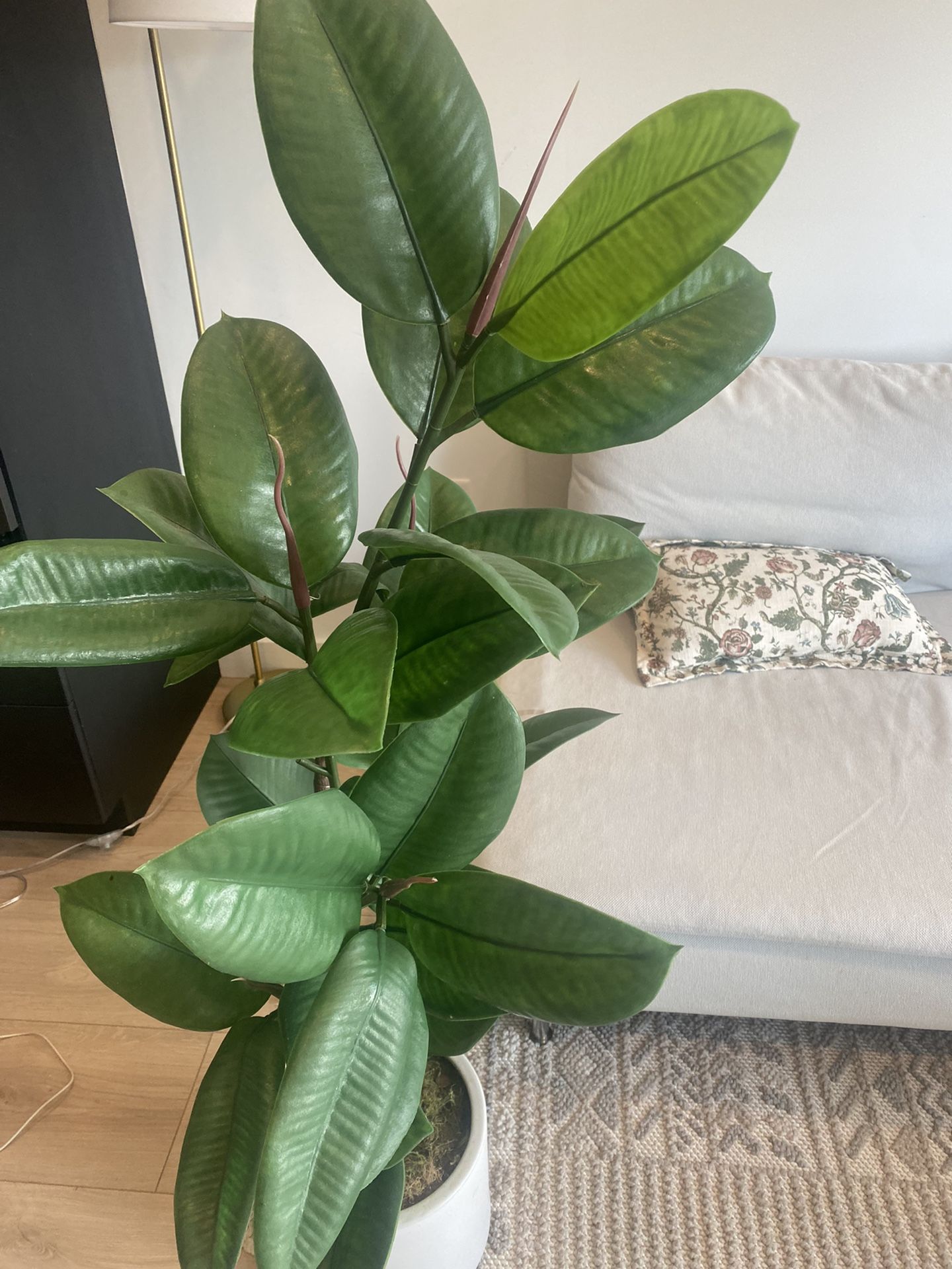 Ficus Elastica Rubber Tree