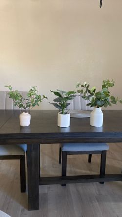 Decorative Plants