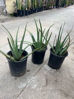 Aloe Vera plant 20 dlrs Each