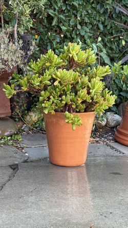 Terra cotta pot with Jade plant