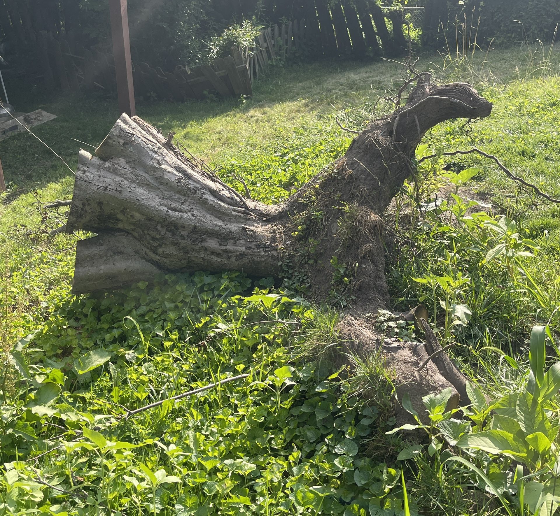 Free Apple Tree Wood