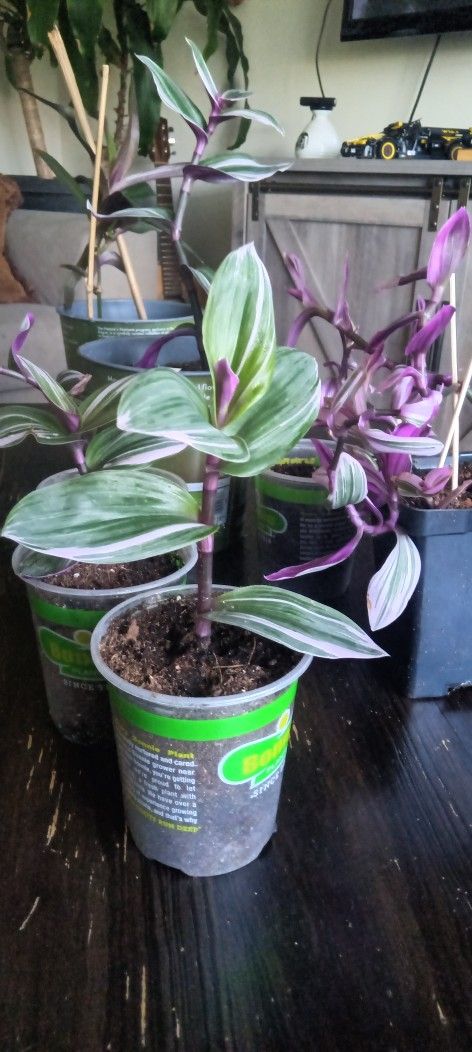 House Plants. Wondering Jew!!