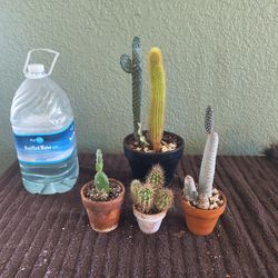 Cati bundle 4 plants all one piece