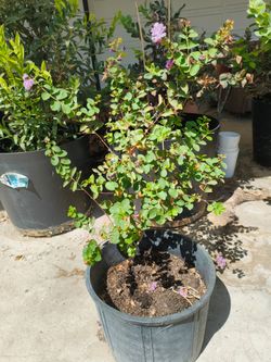 Lilac Crapemyrtle