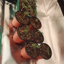 Assorted Veggie Plants