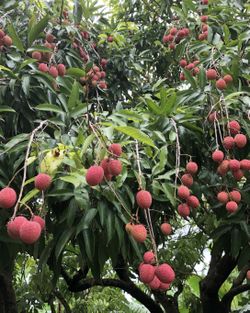 Lychee Trees “Sweetheart”