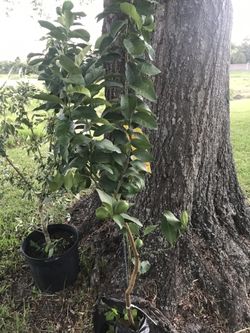 Lemon tree with full lemon.