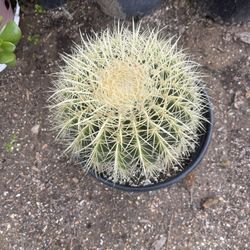 Golden Barrel, Cactus