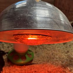 Backyard Renewable Egg Production Kit