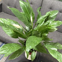 ❤️Beautiful PEACE LILLY❤️They promote a calm environment that reduces stress❤️PLS READ DESCRIPTION 
