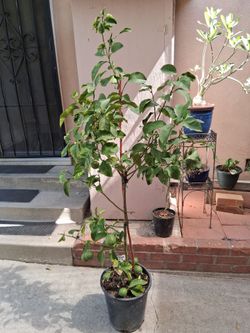 5FT MEYER LEMON TREE