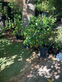 White hibiscus 🌺 plants