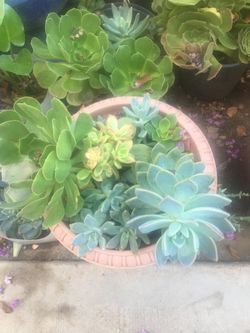Assorted plants
