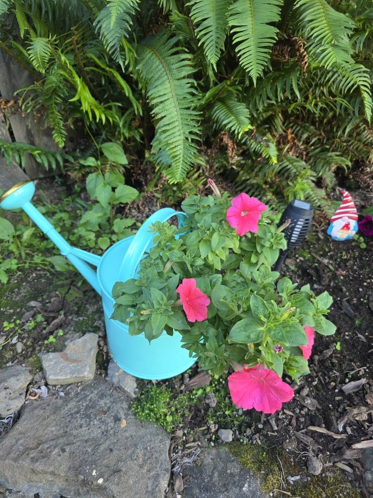 Self Planted Flower Pots