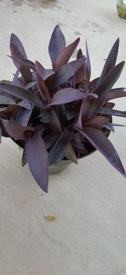 Perpe Plant with Pink Flowers 